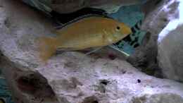 aquarium-von-peter-hackenberg-becken-3757_yellow