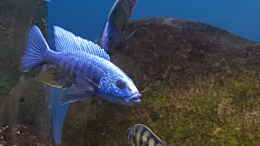 aquarium-von-geert-vrancken-malawi-lagoon_Scianochromis Fryeri 