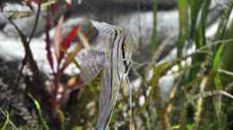 aquarium-von-chris64-buero-290_Pterophyllum scalare