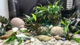 aquarium-von-jezzy-paradise-city_Pflanzen trocken eingesetzt