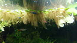 aquarium-von-mark1234-karpfenartige_Strahlend blauer Kardinalfisch-Nachwuchs mit roten Boraras B