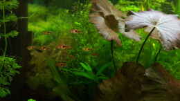 Aquarium einrichten mit Espes Keilfleckbärbling (Trigonostigma espei)