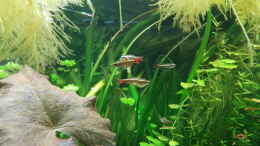 aquarium-von-mark1234-karpfenartige_Kardinalfische (Tanichthys albonubes)