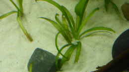 Aquarium einrichten mit sagittaria subulata pusilla