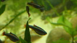 Foto mit tanichthys albonubes