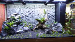 aquarium-von-achimsaar-juwel-rio-350-led-schritt-fuer-schritt-von-achim_Die Pflanzen sind nun alle eingepflanzt