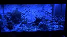 aquarium-von-achimsaar-juwel-rio-350-led-schritt-fuer-schritt-von-achim_Bild 4 nach einem Jahr