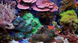 aquarium-von-artur-wegert-becken-37754_Aquarium Hauptansicht von Becken 37754