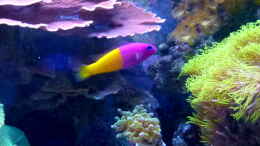 aquarium-von-artur-wegert-becken-37754_Pseudochromis Paccagnellae