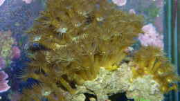 aquarium-von-artur-wegert-becken-37754_Gelbe Kruste