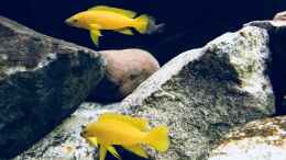 aquarium-von-callespeed-tanganjika-raumteiler---1_