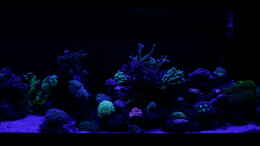 aquarium-von-susanne-axt-becken-37762_24.12.2020 Blaulichtphase