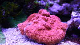 aquarium-von-susanne-axt-becken-37762_24.12.2022 Echinophyllia