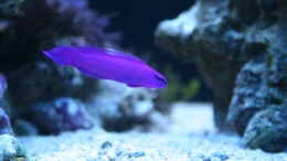 aquarium-von-susanne-axt-becken-37762_Pseudochromis fridmani König-Salomon Zwergbarsch