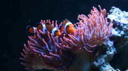 aquarium-von-susanne-axt-becken-37762_Amphiprion ocellaris Falscher Clown - Anemonenfisch