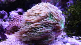 aquarium-von-susanne-axt-becken-37762_24.12.2022 Duncanopsammia axifuga