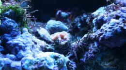 aquarium-von-susanne-axt-becken-37762_Acanthastrea