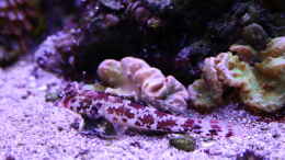 aquarium-von-susanne-axt-becken-37762_24.12.2023 Synchiropus stellatus Sternen-Mandarinfisch