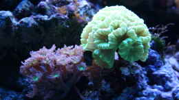 Aquarium einrichten mit Clavularia sp. tricolor + Caulastraea furcata 