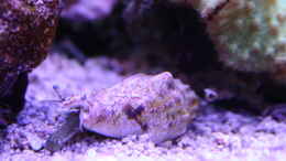 aquarium-von-susanne-axt-becken-37762_Gibberulus gibberulus
