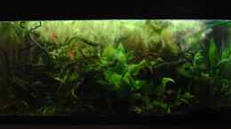 aquarium-von-nico-nowotny-becken-3777_Stand 1.03.07