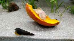 Aquarium einrichten mit Orange Tylomelania und Wels beim Kürbis Essen