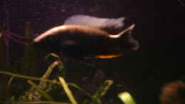 aquarium-von-philipp-clodt-becken-3778_Scianochromis fryeri Ahli M