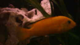 aquarium-von-philipp-clodt-becken-3778_Labidochromis Cearalus M