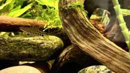 aquarium-von-faebi-ch-wuselbecken-asiastyle--aufgeloest-_Yunnanilus cruciatus