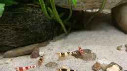 aquarium-von-faebi-ch-wuselbecken-asiastyle--aufgeloest-_Redbee + Blackbee Garnelen