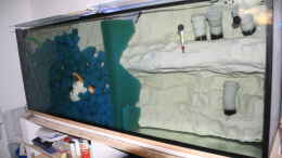 Aquarium einrichten mit Rückwandfilter