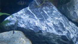 aquarium-von-malamute-mein-erstes-tanganjikabecken_Bilder vom 6.1.19  Altolamprologus calvus Black / Julidochro