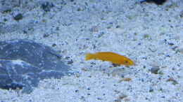 aquarium-von-malamute-mein-erstes-tanganjikabecken_Bilder vom 6.1.19 Neolamprologus leleupi  