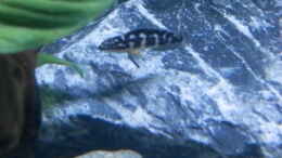 aquarium-von-malamute-mein-erstes-tanganjikabecken_Bilder vom 6.1.19 Julidochromis transcritus Kissi