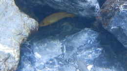 aquarium-von-malamute-mein-erstes-tanganjikabecken_Bilder vom 6.1.19 Neolamprologus leleupi 