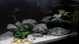 aquarium-von-malamute-mein-erstes-tanganjikabecken_Stand 20.1.19