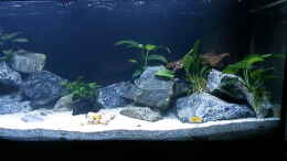 aquarium-von-malamute-mein-erstes-tanganjikabecken_Bilder vom 6.1.19