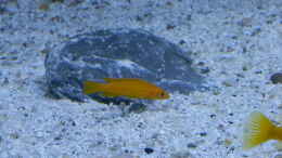 aquarium-von-malamute-mein-erstes-tanganjikabecken_Bilder vom 6.1.19 Neolamprologus leleupi 