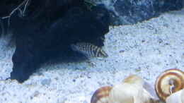 aquarium-von-malamute-mein-erstes-tanganjikabecken_Bilder vom 6.1.19 Altolamprologus calvus Black 