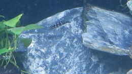 aquarium-von-malamute-mein-erstes-tanganjikabecken_Bilder vom 6.1.19 Julidochromis transcritus Kissi