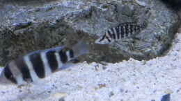 aquarium-von-malamute-mein-erstes-tanganjikabecken_Bilder vom 6.1.19 Cyphotilapia frontosa Kavala  / Altolampro