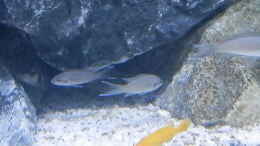 aquarium-von-malamute-mein-erstes-tanganjikabecken_Bilder vom 6.1.19 Neolamprologus pulcher 