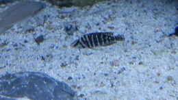 aquarium-von-malamute-mein-erstes-tanganjikabecken_Bilder vom 6.1.19 Altolamprologus calvus Black 