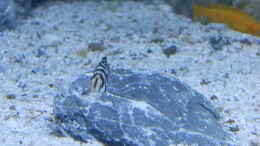 Aquarium einrichten mit Bilder vom 6.1.19 Altolamprologus calvus Black