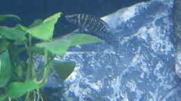 Aquarium einrichten mit Bilder vom 6.1.19 Altolamprologus calvus Black