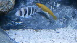 Aquarium einrichten mit Bilder vom 6.1.19 Cyphotilapia frontosa Kavala