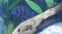 aquarium-von-malamute-mein-erstes-tanganjikabecken_Bilder vom 6.1.19 Cyphotilapia frontosa Blue Zaire 