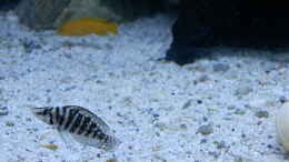 aquarium-von-malamute-mein-erstes-tanganjikabecken_Bilder vom 6.1.19 Neolamprologus leleupi  / Altolamprologus 