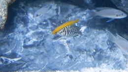 aquarium-von-malamute-mein-erstes-tanganjikabecken_Bilder vom 6.1.19 Neolamprologus leleupi / Neolamprologus pu