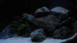 aquarium-von-malamute-mein-erstes-tanganjikabecken_Stand 11.02.19